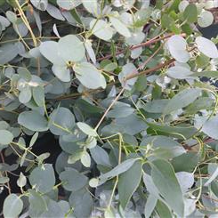 Eucalyptus per bunch