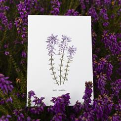 Bell Heather Greeting Card for any occasion