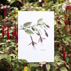 Fuchsia Greeting Card