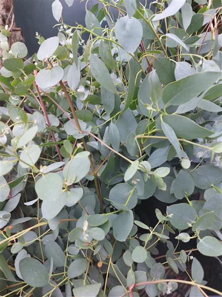 Eucalyptus